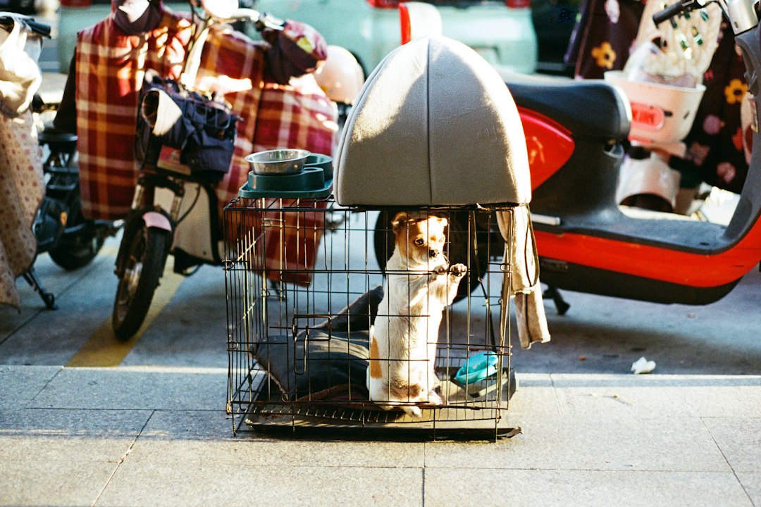 A dog stands in a cage on a street