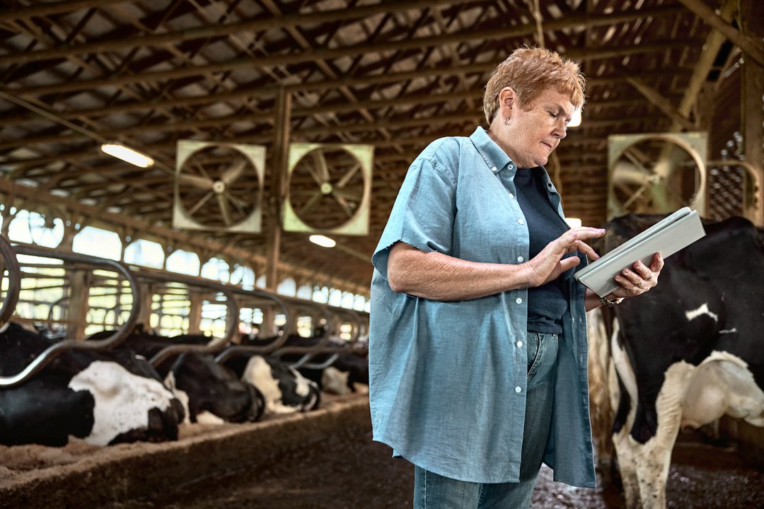 Woman using a tablet in a dairy barn